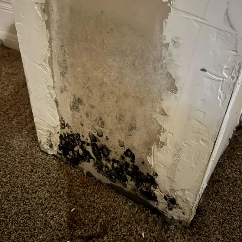 Professional Mold Removal in Inyokern, CA